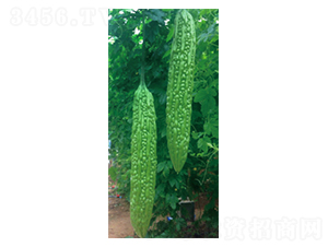 �G����-��ϷN��-ʥ���r(n��ng)�I(y��)