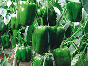 ʥ��-�����N��-ʥ���r(n��ng)�I(y��)