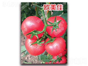 �W����-�۹����ѷN��-�ϰľG��