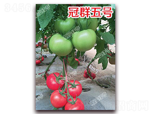 ��Ⱥ��̖-�۹����ѷN��-�ϰľG��