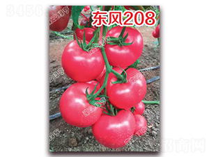 �|�L(f��ng)208-�۹����ѷN��-�ϰľG��