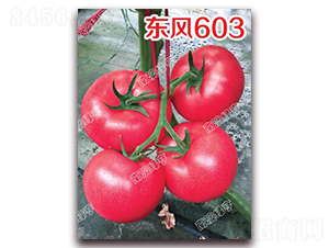 �|�L(f��ng)603-�۹����ѷN��-�ϰľG��