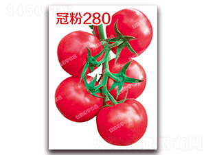 冠粉280-粉果番茄種子-南澳綠亨