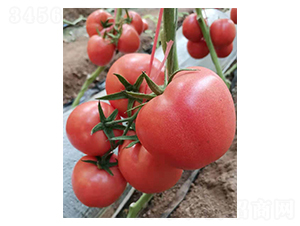 ��N��8H-���ѷN��-�̝��N��