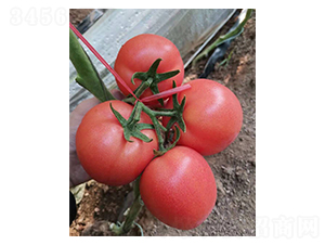 ��N��8-F-���ѷN��-�̝��N��