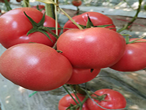 ������̖(h��o)-���ѷN��-�̝��N��