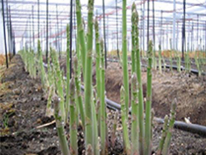 航空8號F1-蘆筍種子-益碩豐農(nóng)業(yè)