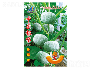 中栗銀寶-南瓜種子-中升農(nóng)業(yè)