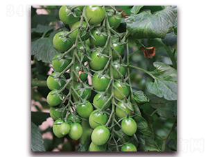 �G��ʯ1̖(h��o)-С���ѷN��-����