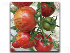 ����3̖(h��o)-С���ѷN��-����