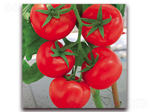 ��ɯ��-2-�t�����ѷN��-����