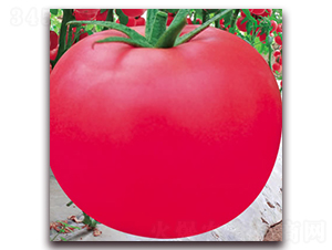 �·۹�һ̖-�۹����ѷN��-����