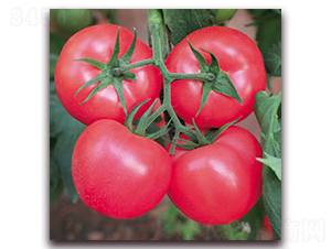 ���m4̖-�۹����ѷN��-����