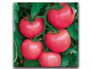 ���m9̖-�۹����ѷN��-����