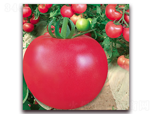 ���m5̖-�۹����ѷN��-����