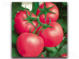 �Ё�212-�۹����ѷN��-����