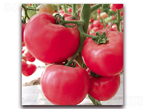 �Ё�һ̖-�۹����ѷN��-����