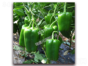 ������-�𽷷N��-��ʢԪ