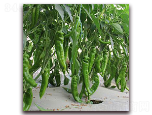 ����-�⽷�N��-��ʢԪ