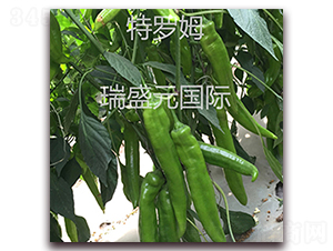 ���_ķ95-18-�⽷�N��-��ʢԪ