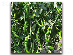 ����-�⽷�N��-��ʢԪ