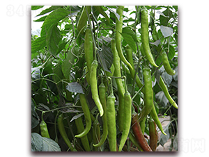 �⽷H-100-�⽷�N��-��ʢԪ