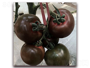 ������-���ҷ��ѷN��-��ʢԪ