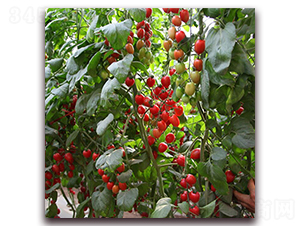 ����-���ҷ��ѷN��-��ʢԪ