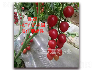 ����-���ҷ��ѷN��-��ʢԪ