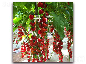 ��ϼ-���ҷ��ѷN��-��ʢԪ