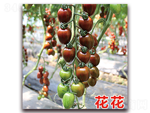 ����-���ҷ��ѷN��-��ʢԪ