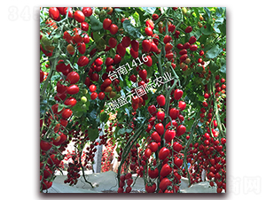 �_��1416-���ҷ��ѷN��-��ʢԪ