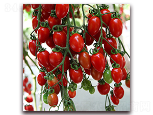 �_��1175-���ҷ��ѷN��-��ʢԪ