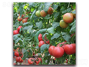 ʥ�_��-�۹����ѷN��-��ʢԪ