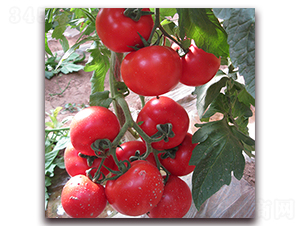 �ŵ���-�t�����ѷN��-��ʢԪ