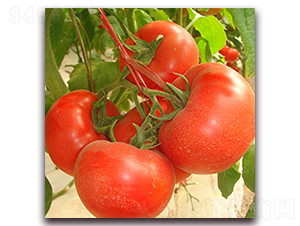 �|���t-�t�����ѷN��-��ʢԪ