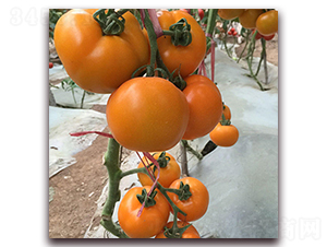 ̩����ɏ-���ѷN��-��ʢԪ