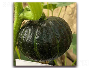 �ձ�3̖(h��o)-�ϹϷN��-��ʢԪ