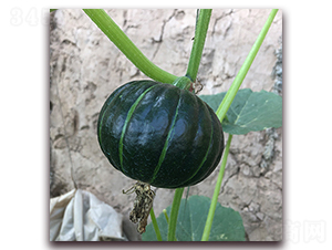 �ձ�5̖(h��o)-�ϹϷN��-��ʢԪ