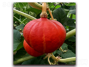 �M(m��n)ɽ�t�Ϲ�-�ϹϷN��-��ʢԪ