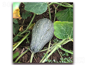 �ձ���ؔ(c��i)-�ϹϷN��-��ʢԪ