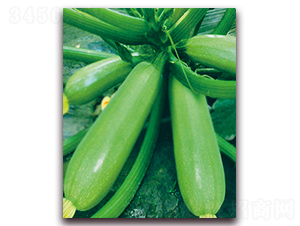 �������-�����J�N��-���r(n��ng)���v