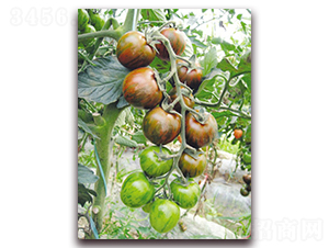 �����3F1-��ɫС���ѷN��-���r(n��ng)���v