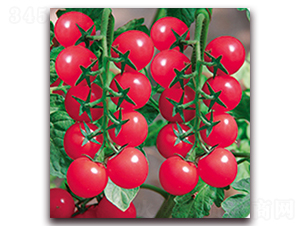 �۵�һ̖F1-����ʥŮ���N��-���r(n��ng)���v