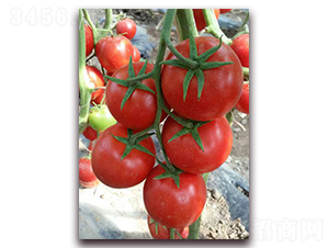 ��������F1-�t�����ѷN��-���r���v