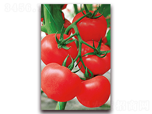 ِ����116F1-��t��ʯ�^���N��-���r���v