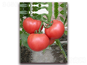 �Ɍ�F1-����͸߮a�۹����ѷN��-���r���v