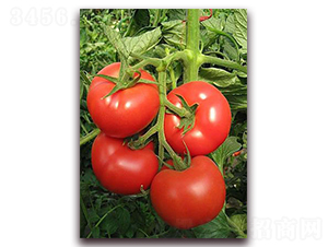 ����X1F1-�����x�۹����ѷN��-���r���v