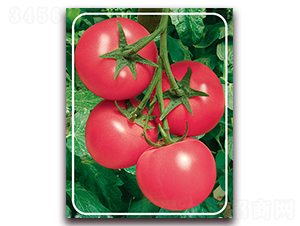 ����F1-�p���۹����ѷN��-���r���v