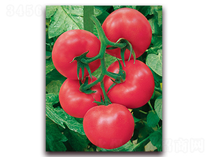 �W˹��F1-��TY�߮a�۹����ѷN��-���r���v